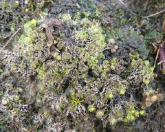 Fossombronia wondraczekii