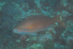 Scarus longipinnis