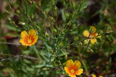 Linum rigidum