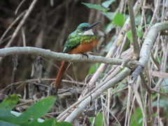Galbula ruficauda