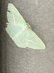 Chlorocoma stereota