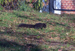 Sciurus carolinensis