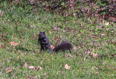 Sciurus carolinensis