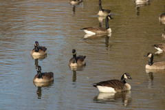 Branta canadensis