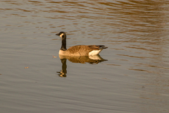 Branta canadensis