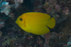 Acanthurus pyroferus