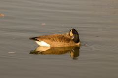 Branta canadensis