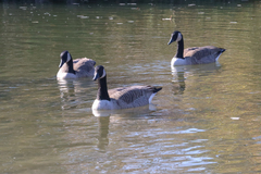 Branta canadensis