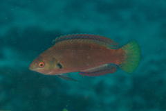 Cirrhilabrus punctatus