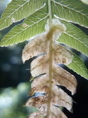 Phytoliriomyza tearohensis