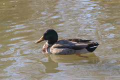 Anas platyrhynchos