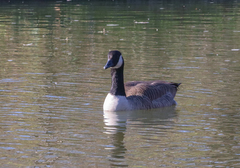 Branta canadensis