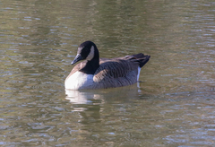 Branta canadensis