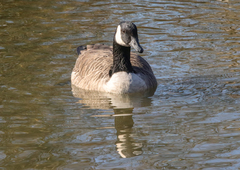 Branta canadensis