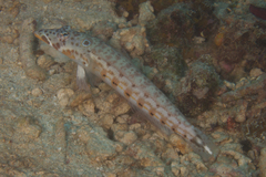 Parapercis clathrata