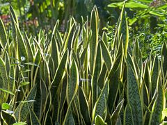 Sansevieria trifasciata