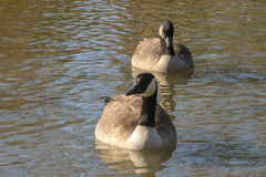 Branta canadensis