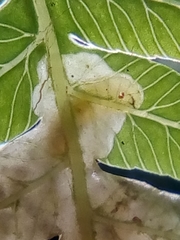 Phytoliriomyza tearohensis