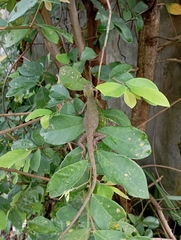 Calotes versicolor