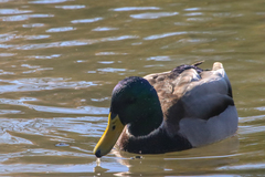Anas platyrhynchos