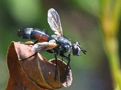 Cylindromyia bicolor