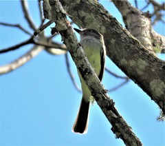 Myiarchus cephalotes