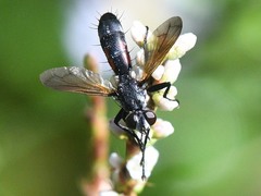 Cylindromyia bicolor