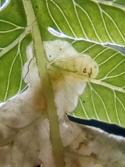 Phytoliriomyza tearohensis