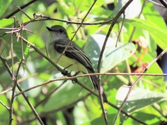 Myiarchus cephalotes