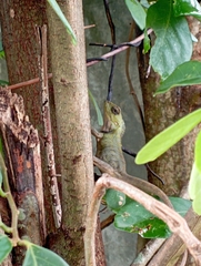 Calotes versicolor