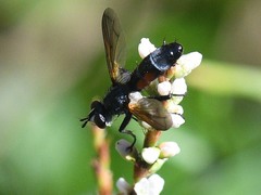 Cylindromyia bicolor