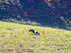 Sciurus carolinensis