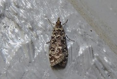 Eudonia philerga