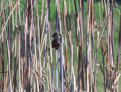 Passer domesticus
