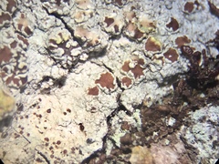 Lecanora cinereofusca