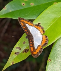 Nymphidium caricae