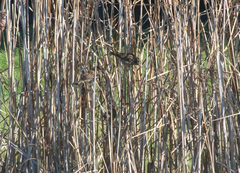 Passer domesticus