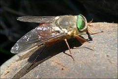 Scaptia monticola