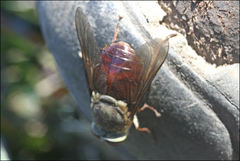 Scaptia monticola