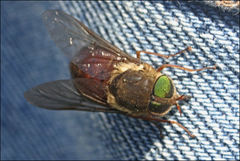 Scaptia monticola