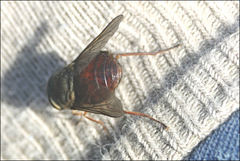 Scaptia monticola