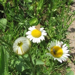 Badecla argentinensis