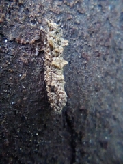 Lysiphragma epixyla