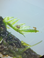 Fontinalis hypnoides