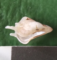 Pterioidea