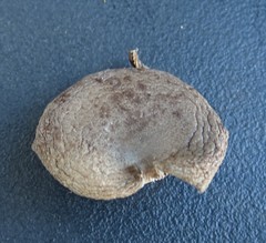 Lactarius hibbardiae