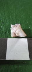 Pterioidea