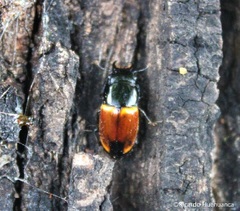 Paromia dorcoides
