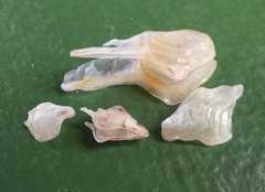 Pterioidea
