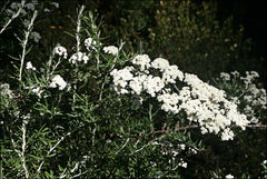 Ozothamnus secundiflorus